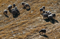 Για την ευλογιά των αιγοπροβάτων 4 καθηγητές εξηγούν γιατί δεν είναι λύση ο εμβολιασμός