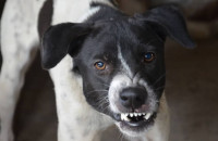 Τι πρέπει να κάνετε σε περίπτωση που σας επιτεθεί ένας σκύλος