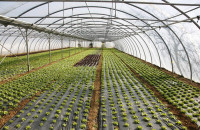 Υπερκαλύφθηκε ο προϋπολογισμός της Παρέμβασης για τα θερμοκήπια- Οι αιτήσεις στο 180%