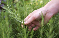 Συνταξιούχος έκοψε ένα κλαράκι δεντρολίβανο και οδηγήθηκε στο κρατητήριο