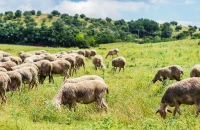 Αίτημα δημόσιας τοποθέτησης της ΑΑΔΕ για την κατανομή βοσκοτόπων και τις πληρωμές βοσκοτοπικών ενισχύσεων έτους 2025 από την ΠΟΓΕΔΥ