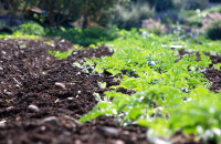 Το επιχειρηματικό εισόδημα στην ελληνική γεωργία Μειωμένο κατά 12,5%