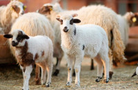 Νέα ενίσχυση 26 εκατ. ευρώ για αποζημιώσεις κτηνοτρόφων λόγω ευλογιάς- 2.899.254€ στις Σέρρες