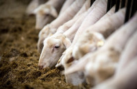 Κτηνοτρόφος έχασε τα ζώα του και αυτοκτόνησε