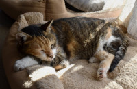 Βλέπετε τη γάτα σας να κοιμάται περισσότερο τον χειμώνα; Να τι συμβαίνει