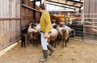 Συνεχίζονται έως το Σάββατο οι αιτήσεις για τις έκτακτες προσλήψεις ενίσχυσης του κτηνιατρικού μηχανισμού