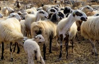 49 προσλήψεις κτηνιάτρων για την αντιμετώπιση της ευλογιάς -Οι αιτήσεις ξεκινούν το Σάββατο