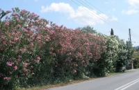 Γιατί θέλουν να ξεριζώσουν την πικροδάφνη από τα σχολεία;