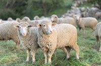Επικαιροποιημένα στοιχεία για την ευλογιά αιγοπροβάτων