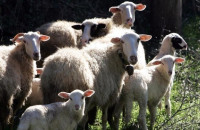 Μετά την ευλογιά των προβάτων: Κρούσμα αφθώδους πυρετού στη Λέσβο