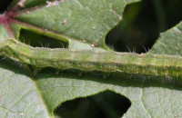 Η Διεύθυνση Αγροτικής Οικονομίας συμβουλεύει τους Σερραίους αγρότες για την  Αντιμετώπιση του πράσινου σκουλικού