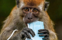 H νέα μορφή ρύπανσης από τις μάσκες θέτει σε κίνδυνο την άγρια ζωή