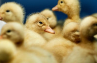 Η Ολλανδία θανάτωσε 190.000 πουλερικά  – Γρίπη των Πτηνών