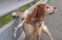 Διαδίκτυο: Έδεσε τον σκύλο του στη μέση του δρόμου και… έφυγε