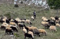 Διεύθυνση Αγροτικής Οικονομίας και Κτηνιατρικής Π.Ε. Σερρών για την Κατανομή των Βοσκήσιμων Γαίων 2020