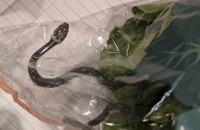 «Κοίτα, ένα φιδάκι στο μαρούλι»: Το αναπάντεχο εύρημα μετά το σούπερ μάρκετ [BINTEO]