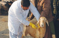 Πληρώνονται οι δικαιούχοι κτηνοτρόφοι: Που έχουν πληγεί από μελιταίο πυρετό και λύσσα