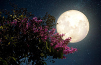 Βραδιά πανσελήνου στο Σταθμό Αγγίστας