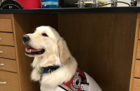 Υπέροχος σκυλάκος φορά στολή προστασίας για να βοηθήσει την επιστήμονα ιδιοκτήτριά του στο εργαστήριό της