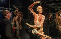 Έρχεται το Body Worlds: Έκθεση με πραγματικά σώματα που έχουν διατηρηθεί μέσω πλαστινοποίησης