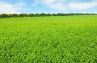 Στο πλαίσιο της καλής συνεργασίας με τους Σερραίους παραγωγούς Η ΜΗΔΙΚΗ πληρώνει 10% παραπάνω στους παραγωγούς