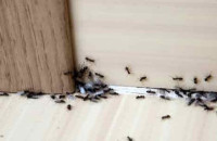 Πώς να απαλλαγείς από τα μυρμήγκια με υλικά που ήδη έχεις στο σπίτι