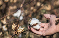 Η τιμή του βαμβακιού, από 69 μέχρι 72 λεπτά το κιλό!