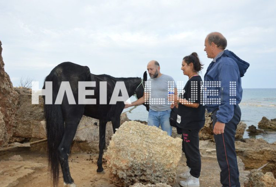 ΗΛΕΙΑ:AΛΟΓΟ ΠΟΥ ΚΟΛΥΜΠΟΥΣΕ ΓΙΑ ΜΕΡΕΣ ΜΕΣΑ ΣΤΗ ΘΑΛΑΣΣΑ ΣΩΘΗΚΕ ΑΠΟ ΨΑΡΑ!