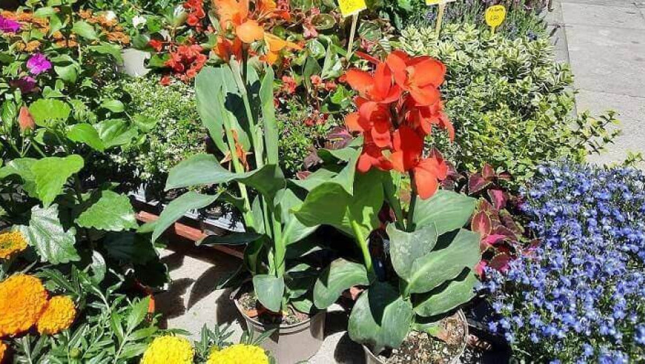 Ξεκινάει η 21η Ανθοκομική Έκθεση στη Μονοβρυση Δήμου Εμμανουήλ Παππά!