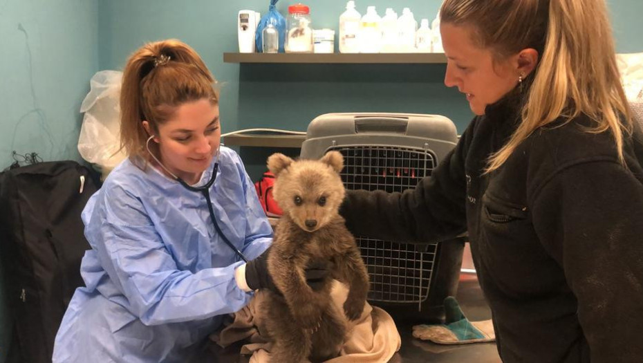 Το νέος μέλος του Αρκτούρου είναι ένας γλύκας – Αρκουδάκι τριών μηνών