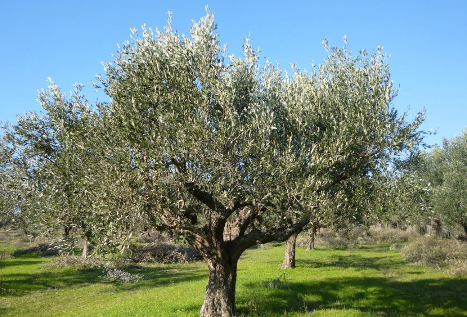 Η Π.Ε Σερρών ενημερώνει για την Αντιμετώπιση εντόμων και ασθενειών στις καλλιέργειες της ελιάς και της αμπέλου Η Π.Ε Σερρών ενημερώνει για την Αντιμετώπιση εντόμων και ασθενειών στις καλλιέργειες της ελιάς και της αμπέλου