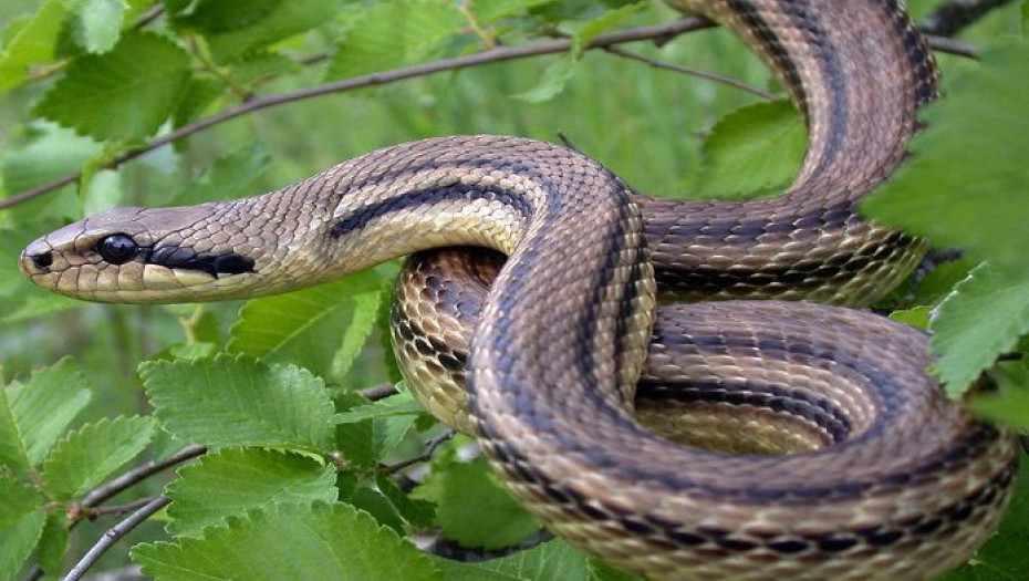 Φίδια στην Ελλάδα: Ποια είναι επικίνδυνα – Τι να κάνετε αν σας δαγκώσουν