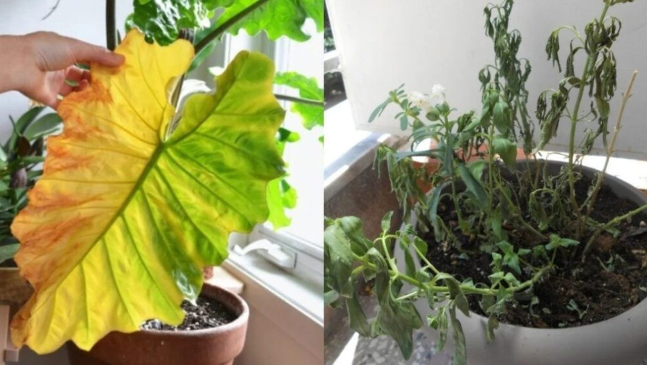 Γιατί μαραίνονται τα φυτά σας: 7 λάθη που κάνουν όλοι και κόλπα να είναι πάντα σαν την μέρα που τα αγοράσατε