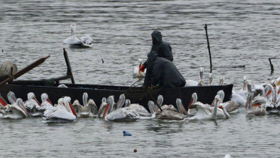 Εντοπίστηκαν νεκροί στην λίμνη Κερκίνη: Τέσσερις αργυροπελεκάνοι με τον ιό της γρίπης των πτηνών