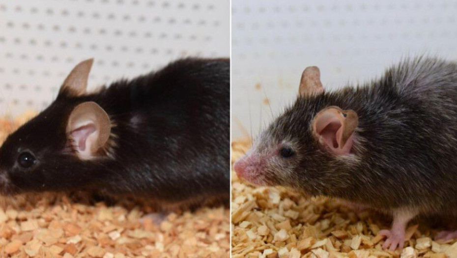 Επιστήμονες αντέστρεψαν τη γήρανση σε ποντίκια και θέλουν να κάνουν το ίδιο με ανθρώπους
