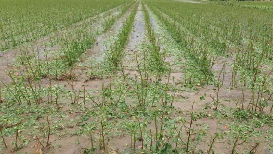 Από τη Π.Ε Σερρών: Οδηγίες για την φροντίδα των χαλαζόπληκτων βαμβακιών