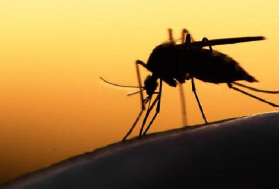 Εθνικός Οργανισμός Δημόσιας Υγείας: 36 νέα κρούσματα του ιού του Δυτικού Νείλου Εθνικός Οργανισμός Δημόσιας Υγείας: 36 νέα κρούσματα του ιού του Δυτικού Νείλου