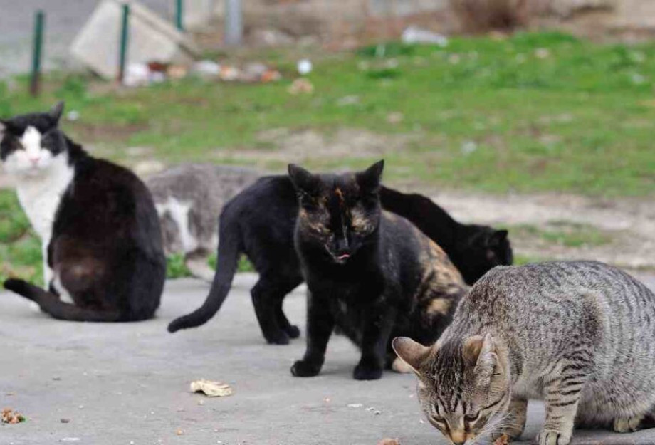Δέχθηκε πυροβολισμό γατούλα στον Προβατά: Παρά την φροντίδα δεν τα κατάφερε Δέχθηκε πυροβολισμό γατούλα στον Προβατά: Παρά την φροντίδα δεν τα κατάφερε