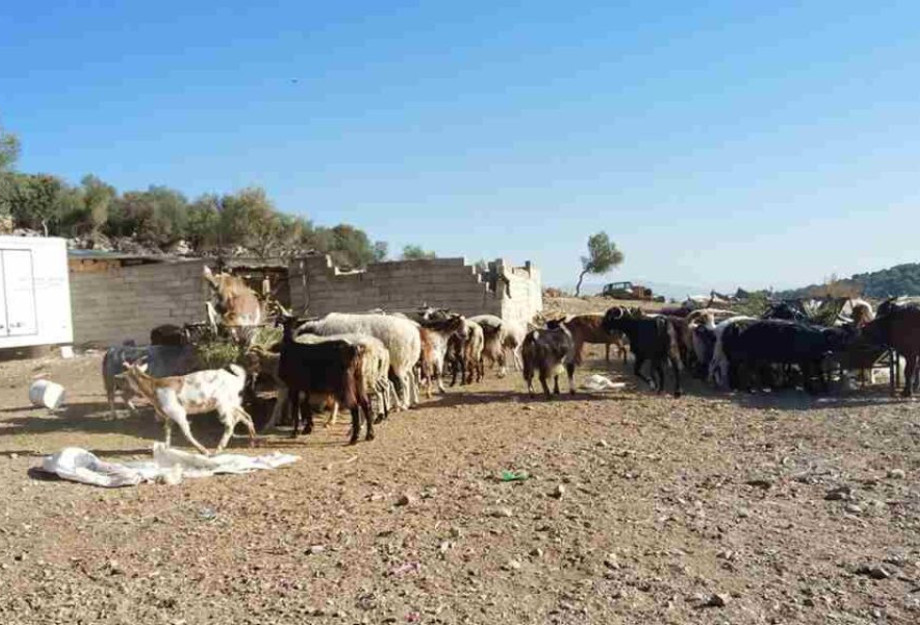 Μάνδρα: Ομολόγησε ο 14χρονος ότι σκότωσε τον αδελφό του Μάνδρα: Ομολόγησε ο 14χρονος ότι σκότωσε τον αδελφό του