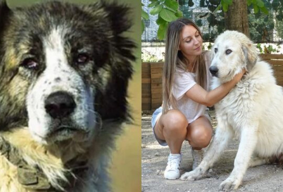 Ελληνικός Ποιμενικός: Ο μοναδικός σκύλος που παλεύει με την αρκούδα- Η Αρχαία ελληνική ράτσα που περιμένει επίσημη αναγνώριση Ελληνικός Ποιμενικός: Ο μοναδικός σκύλος που παλεύει με την αρκούδα- Η Αρχαία ελληνική ράτσα που περιμένει επίσημη αναγνώριση