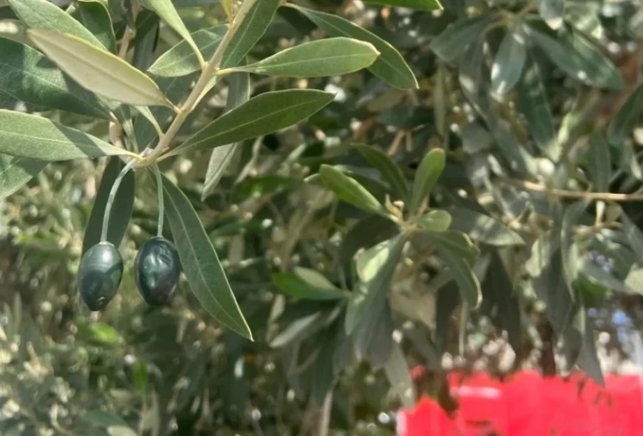 Ηράκλειο: Παραγωγοί βάζουν στα δέντρα τσιπάκια GPS με όψη ελαιοκάρπου για την προστασία από κλοπές Ηράκλειο: Παραγωγοί βάζουν στα δέντρα τσιπάκια GPS με όψη ελαιοκάρπου για την προστασία από κλοπές