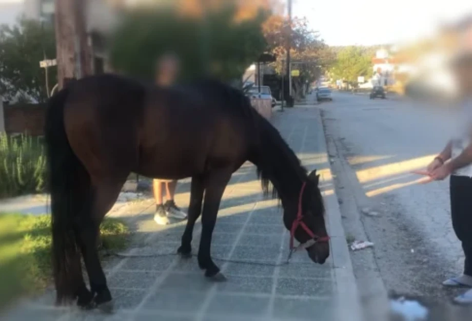 Χαλκιδική: Άλογο μπήκε σε κατάστημα, προκάλεσε ζημιές