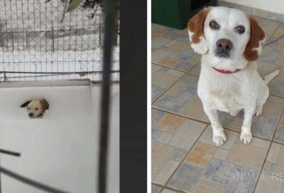 Σώθηκε σκυλάκι στην Λήμνο που το είχαν αφήσει δεμένο μέσα στο χιόνι