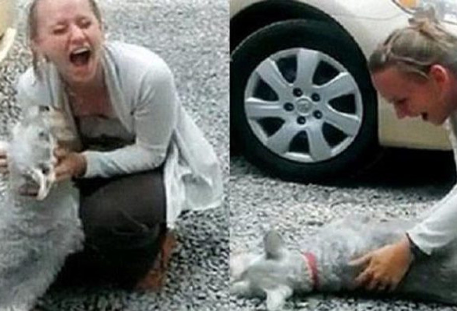 Σκύλος λιποθυμάει από την χαρά του όταν γύρισε σπίτι η ιδιοκτήτριά του μετά από 2 χρόνια Σκύλος λιποθυμάει από την χαρά του όταν γύρισε σπίτι η ιδιοκτήτριά του μετά από 2 χρόνια