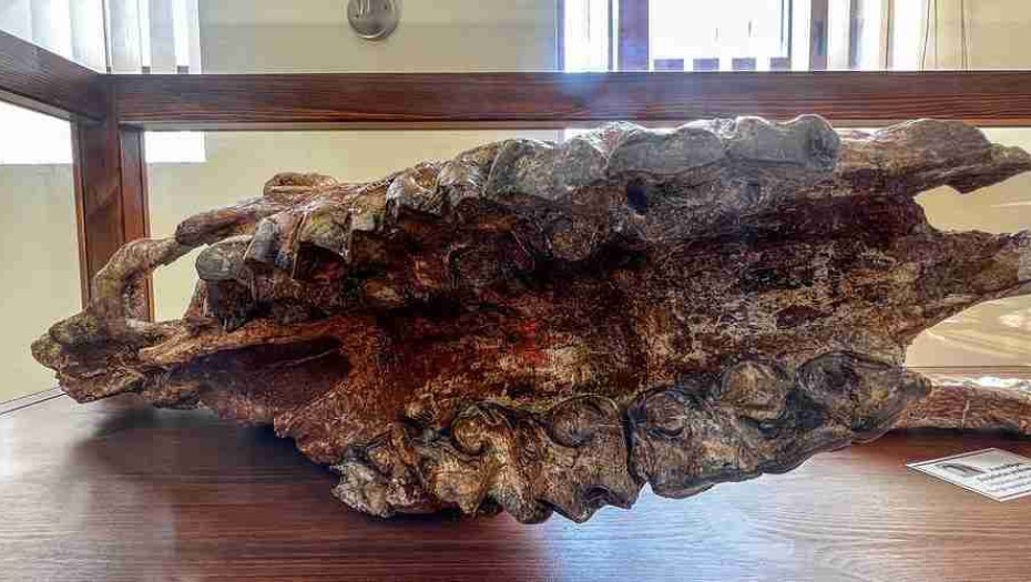 Σέρρες, Θερμοπηγή Σερρών: Ένα μοναδικό παγκοσμίως εύρημα, 7.000.000 ετών! (ΦΩΤΟΓΡΑΦΙΕΣ & ΒΙΝΤΕΟ)