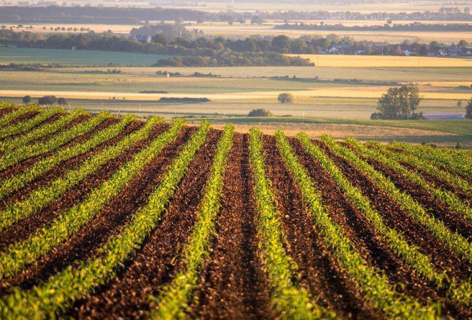 Επιστημονική έρευνα της WHEATWATCHER για το έδαφος στη νέα εποχή για τη γεωργία Επιστημονική έρευνα της WHEATWATCHER για το έδαφος στη νέα εποχή για τη γεωργία