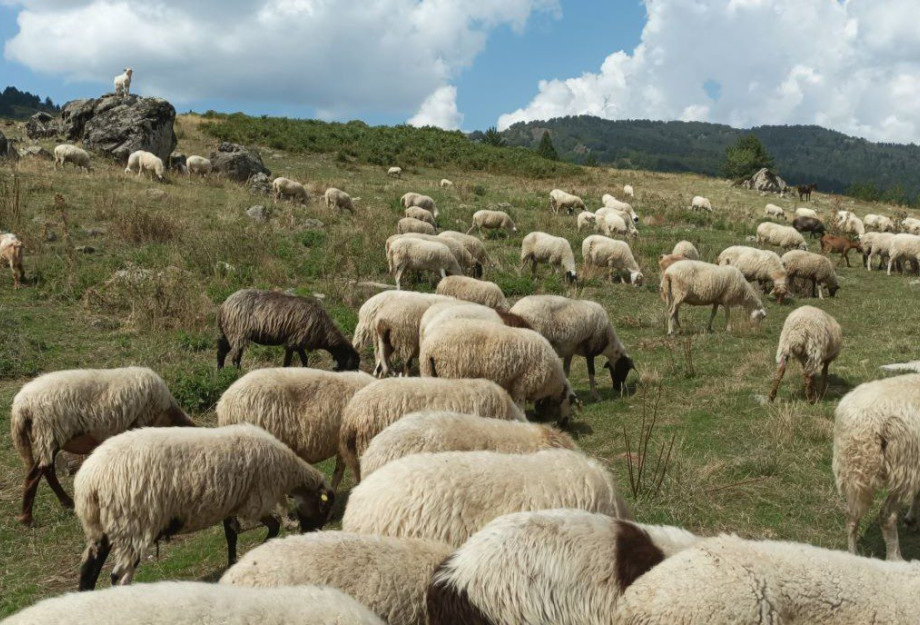 Δεύτερο κύμα αποζημιώσεων σε κτηνοτρόφους για πανώλη κι ευλογιά Δεύτερο κύμα αποζημιώσεων σε κτηνοτρόφους για πανώλη κι ευλογιά