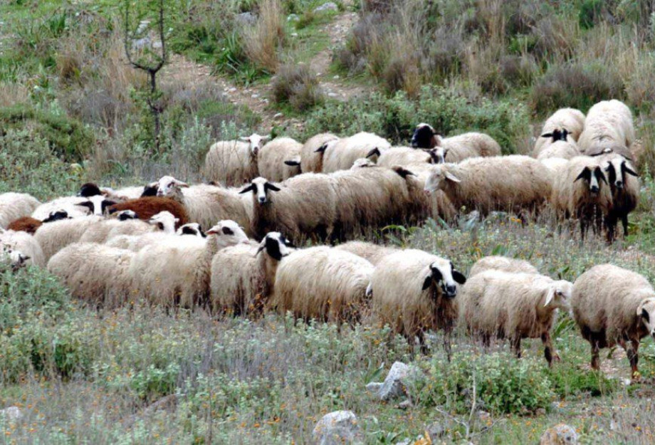 Πήραν λεφτά οι Περιφέρειες για πανώλη και ευλογιά – Πότε θα δουν «φως» οι …κτηνοτρόφοι; Πήραν λεφτά οι Περιφέρειες για πανώλη και ευλογιά – Πότε θα δουν «φως» οι …κτηνοτρόφοι;