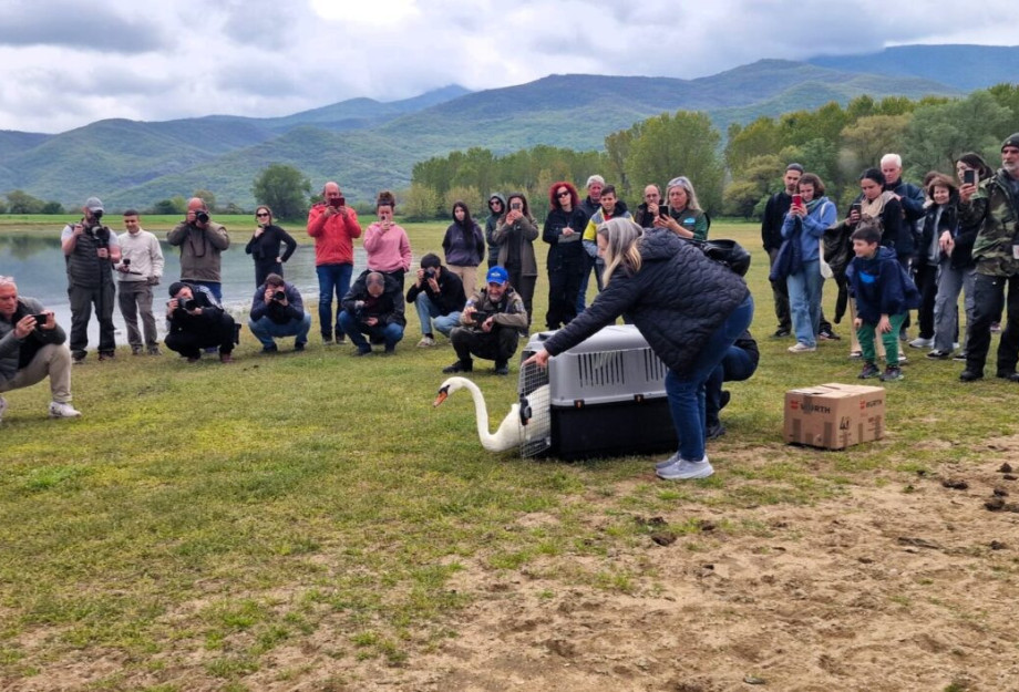 Στο «Κορυφούδι» στην Κερκίνη δακτυλίωση πουλιών και τοποθέτηση πομπών δορυφορικής παρακολούθησης Στο «Κορυφούδι» στην Κερκίνη δακτυλίωση πουλιών και τοποθέτηση πομπών δορυφορικής παρακολούθησης