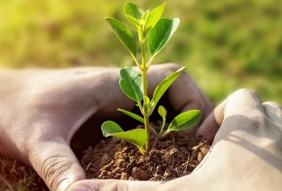 Τηλεδιάσκεψη “75UN – 75 Trees UNAI SDG7” με εκπρόσωπο της ΚΕΔΕ και τα Φυτώρια Κωνσταντινίδη για την φύτευση Δέντρων Τηλεδιάσκεψη “75UN – 75 Trees UNAI SDG7” με εκπρόσωπο της ΚΕΔΕ και τα Φυτώρια Κωνσταντινίδη για την φύτευση Δέντρων